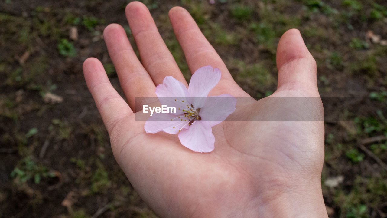 CLOSE-UP OF HUMAN HAND HOLDING RED FLOWER