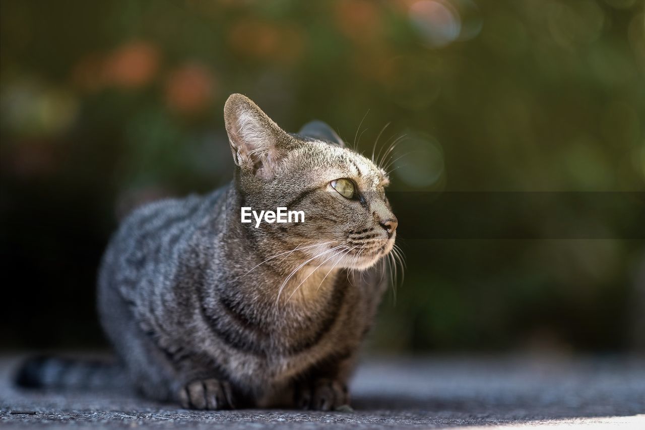 CLOSE-UP OF A BLACK CAT LOOKING AWAY