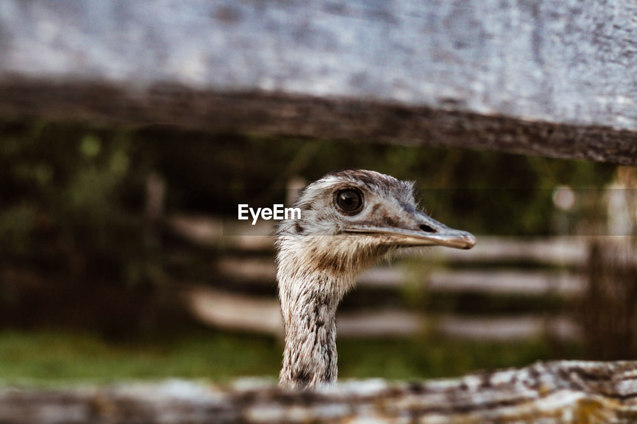 A greater rhea bird photographed through planks of wood in southern germany.
