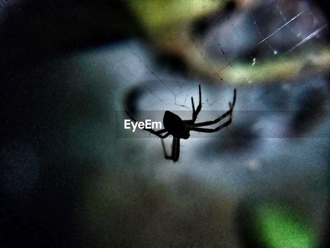 CLOSE-UP OF SPIDER ON A BLACK