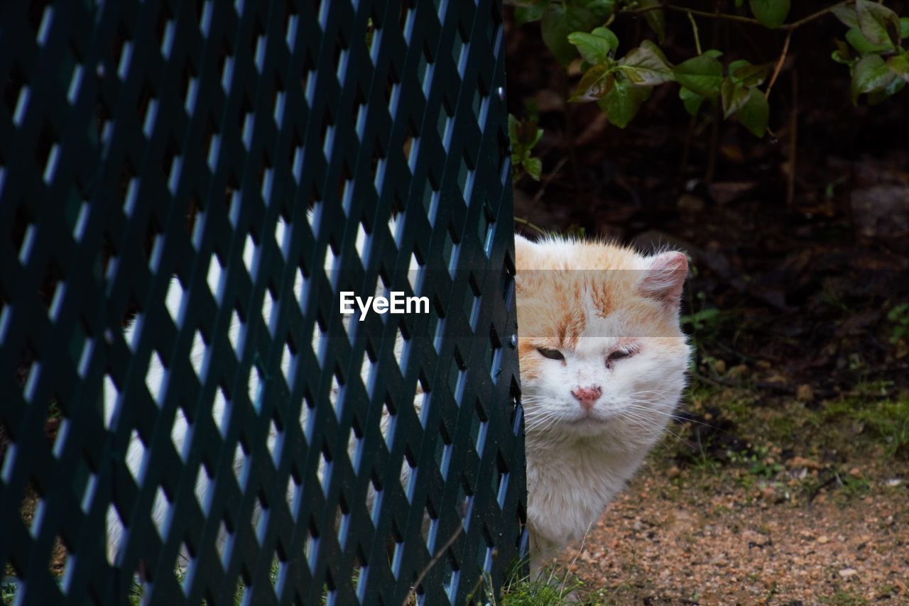 CLOSE-UP PORTRAIT OF CAT BY WALL OUTDOORS