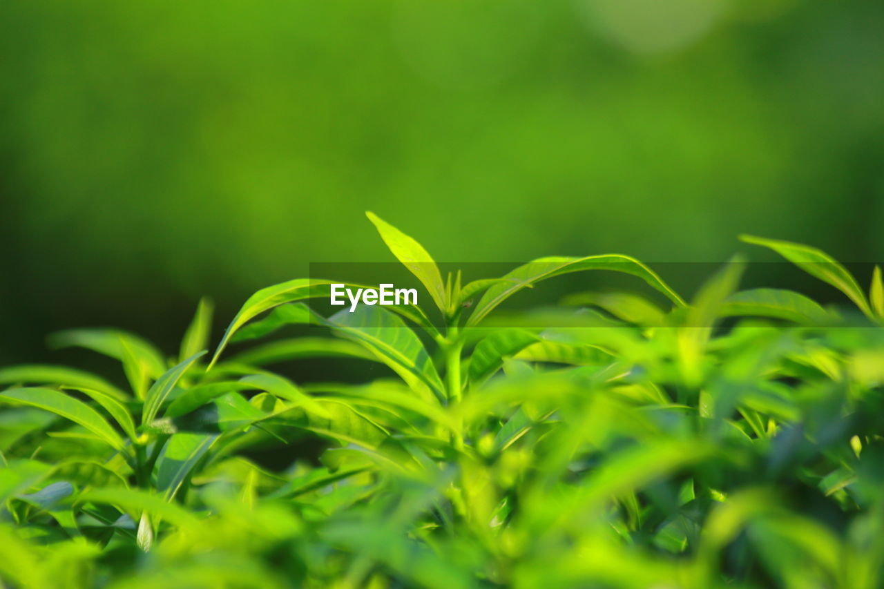 CLOSE-UP OF GREEN PLANT