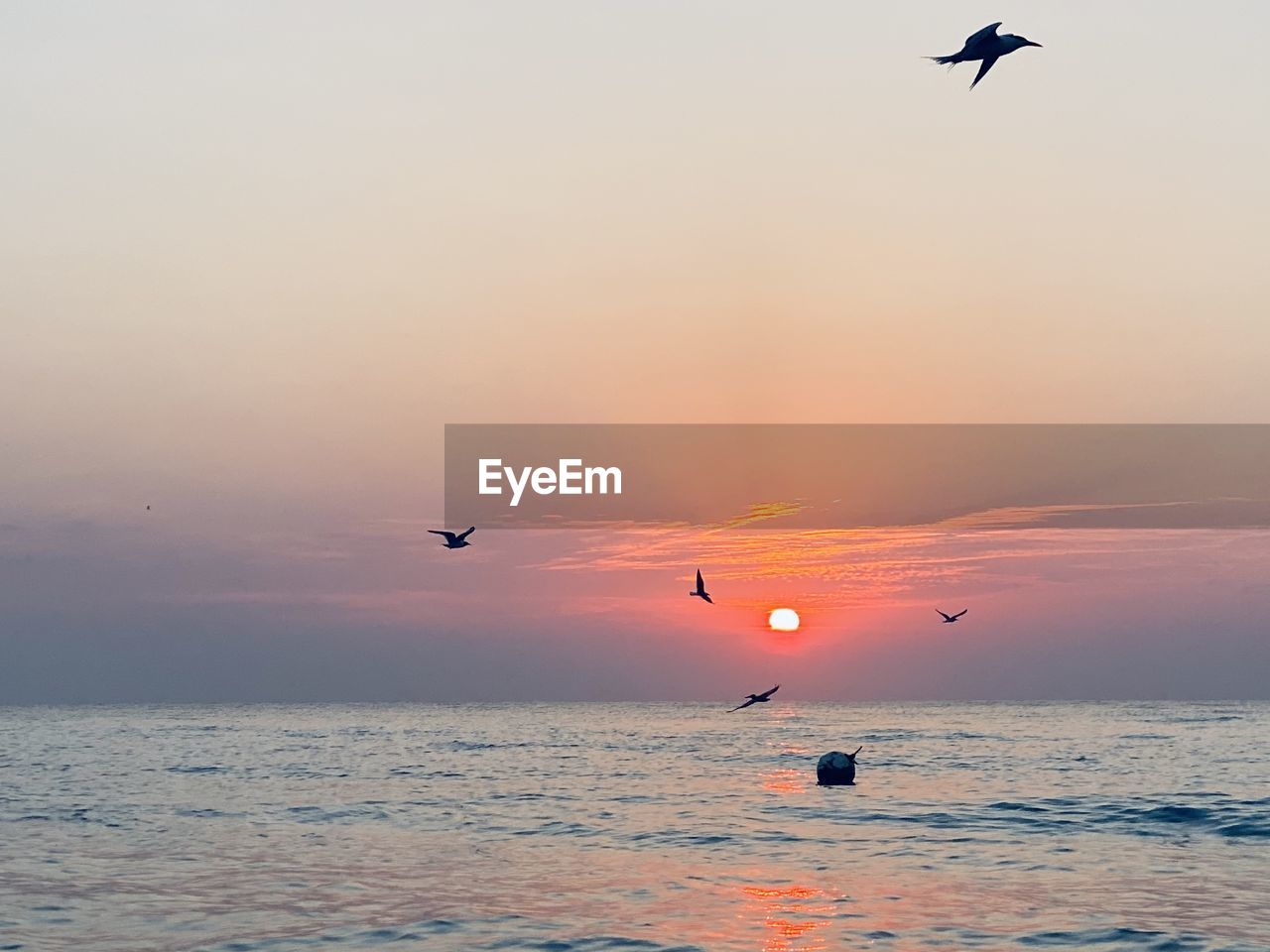 SEAGULLS FLYING OVER SEA AGAINST SKY