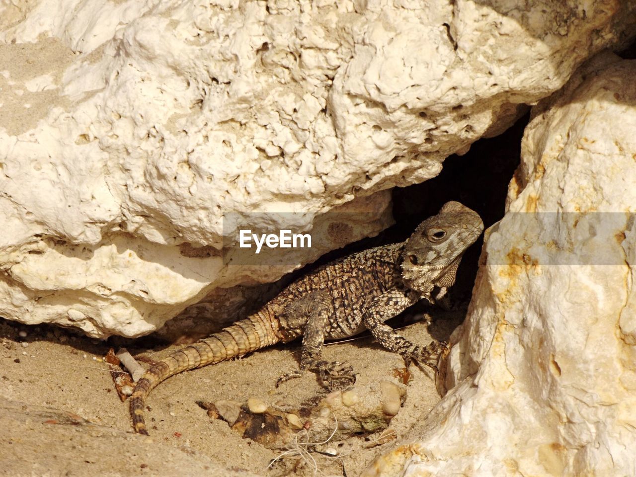 CLOSE-UP OF SNAKE ON ROCK