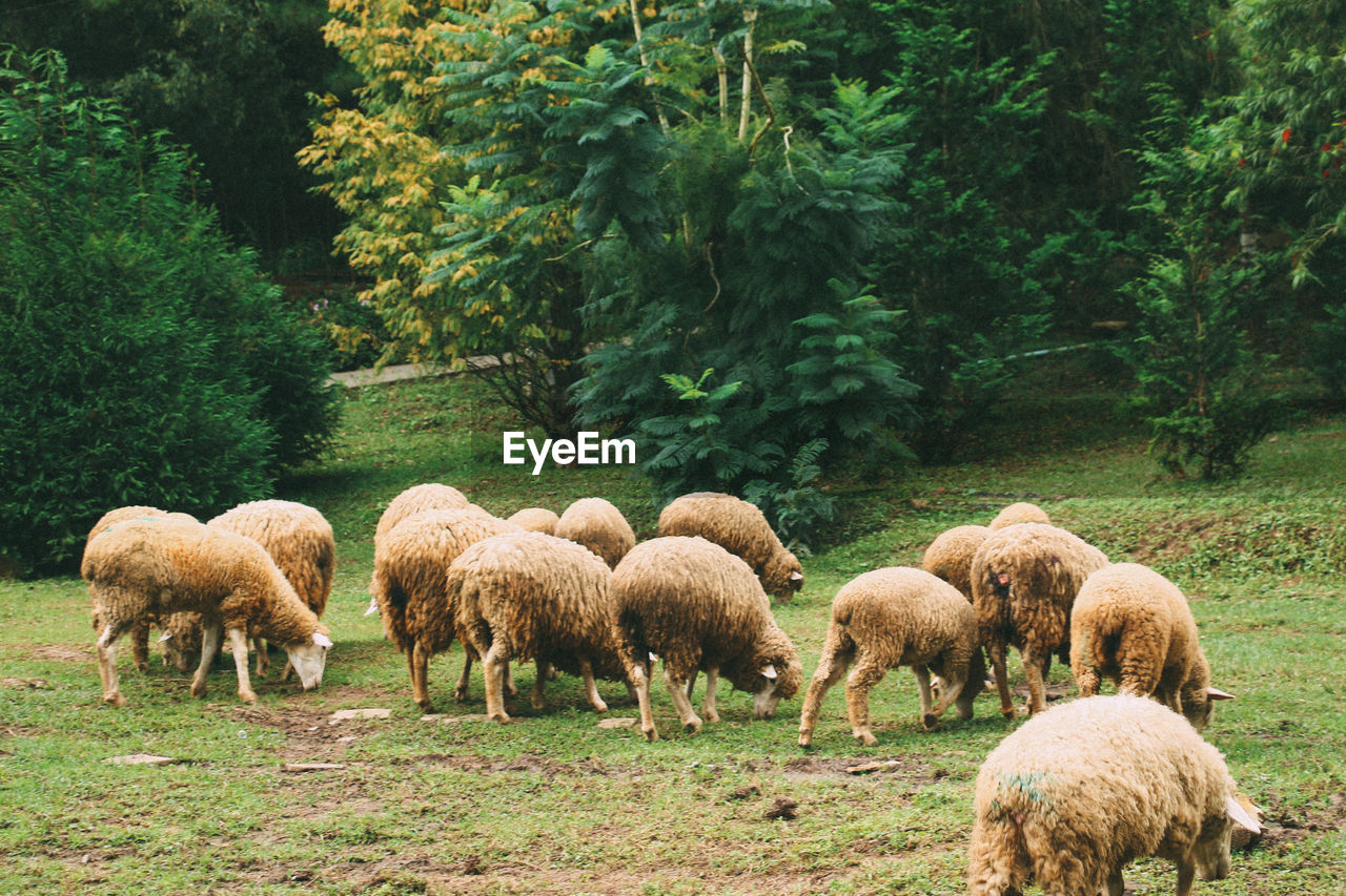 HERD OF SHEEP GRAZING IN FIELD