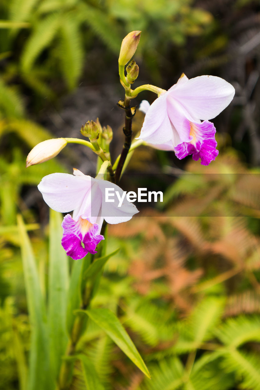 CLOSE-UP OF PINK FLOWER BLOOMING OUTDOORS