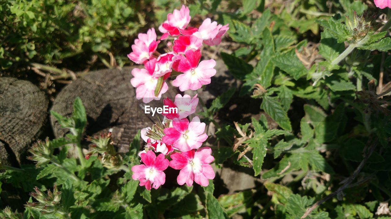 PINK FLOWERS BLOOMING OUTDOORS