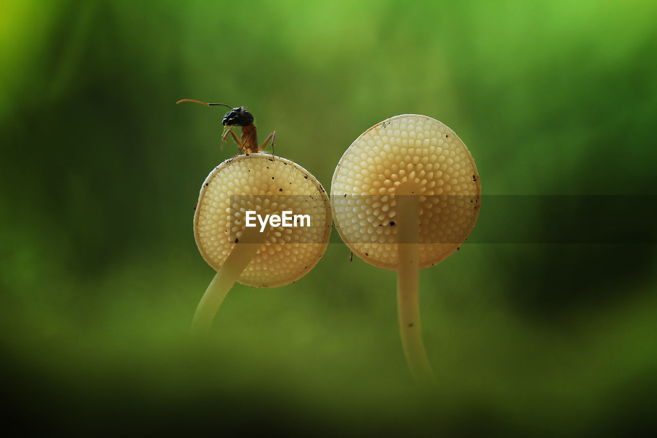 Close-up of ant on mushroom