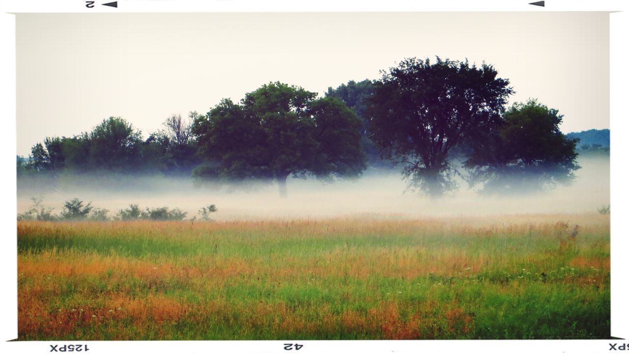 Tranquil scene of trees on grassy field in foggy weather