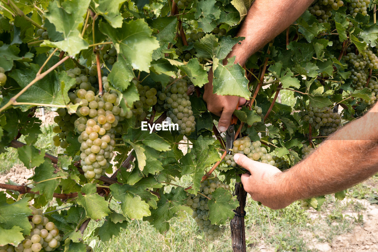 Cropped hand of man picking grapes