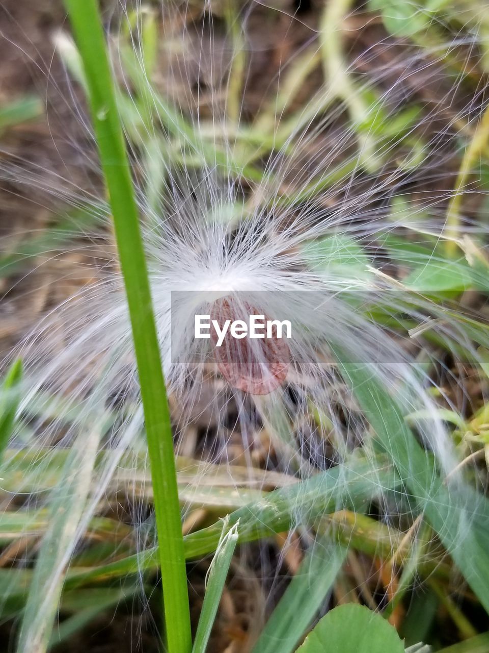 CLOSE-UP OF DANDELION ON PLANT