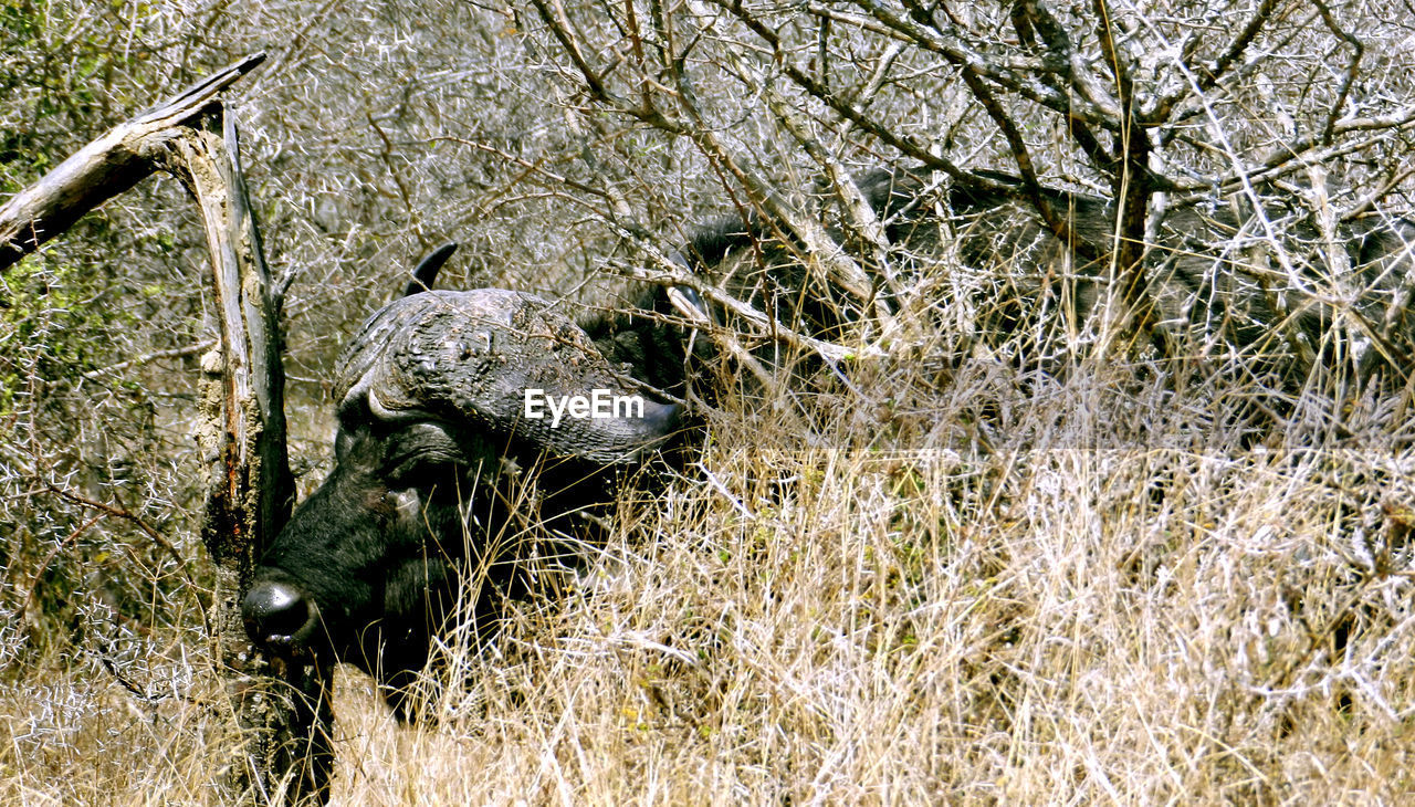 CLOSE-UP OF ANIMAL ON FIELD