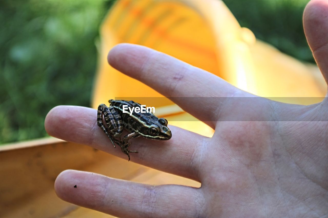 CLOSE-UP OF HUMAN HAND HOLDING SMALL YELLOW