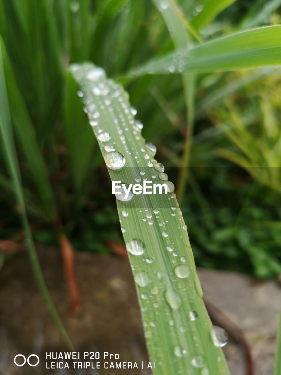 CLOSE-UP OF WATER DROPS ON LEAF AGAINST PLANTS