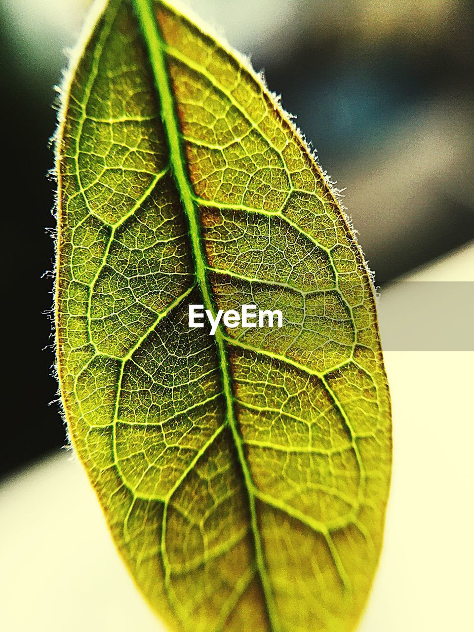 CLOSE-UP OF FRESH GREEN LEAF