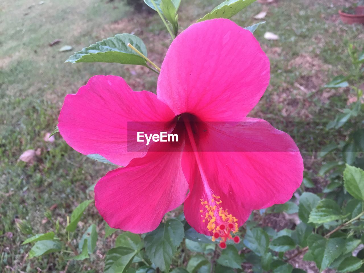 CLOSE-UP OF PINK COSMOS FLOWER BLOOMING OUTDOORS