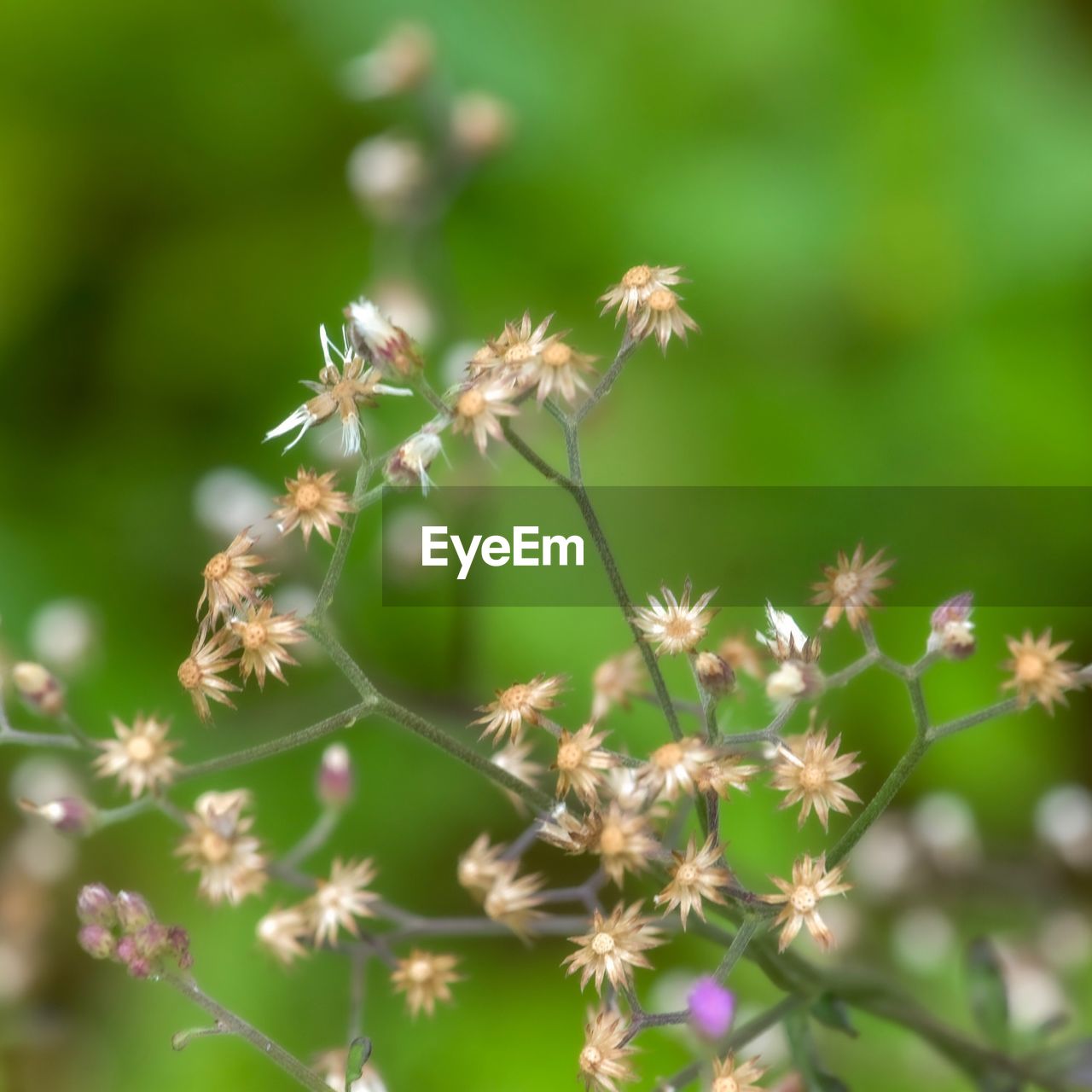 Close-up of flowering plant