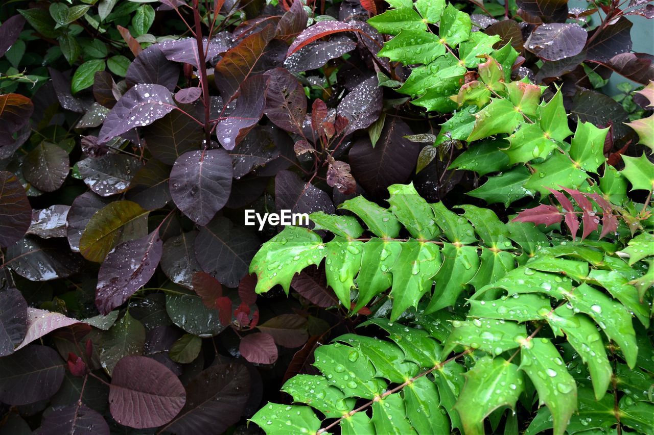 FULL FRAME SHOT OF WET LEAVES ON PLANT