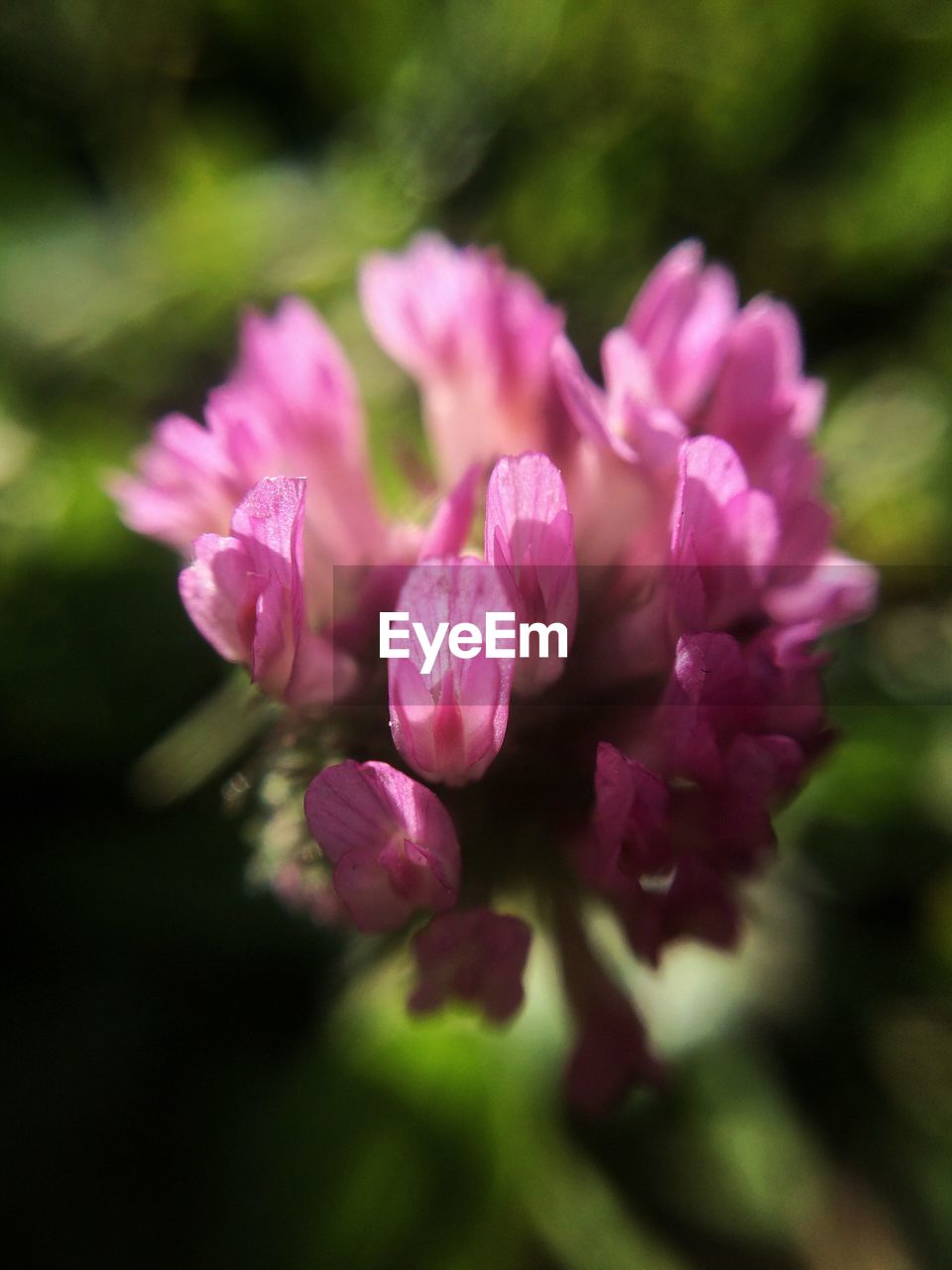 Close-up of pink flowers blooming outdoors