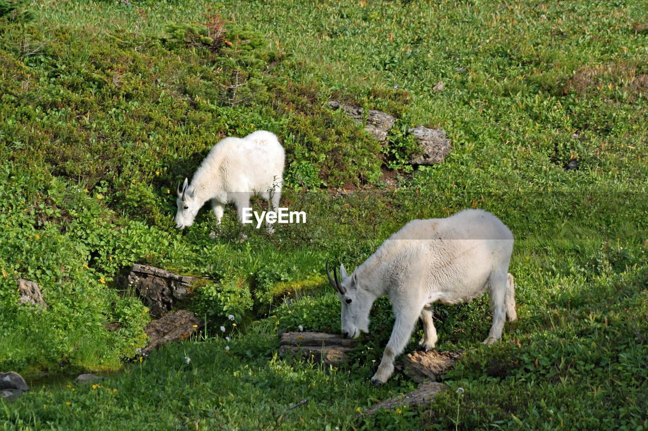 SHEEP IN THE FIELD