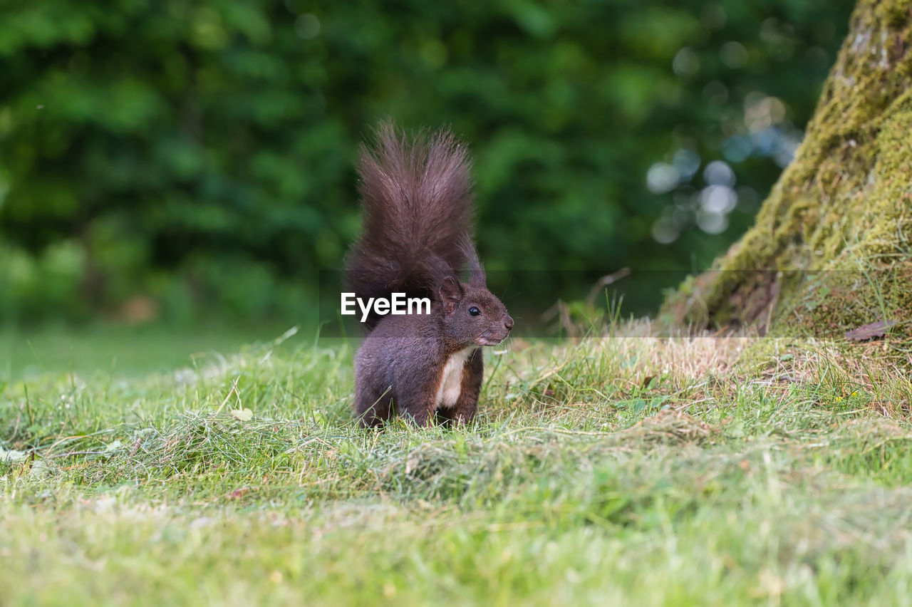 animal themes, animal, animal wildlife, mammal, wildlife, one animal, grass, plant, nature, squirrel, no people, outdoors, cute, young animal, land, selective focus, environment, rodent, animal body part