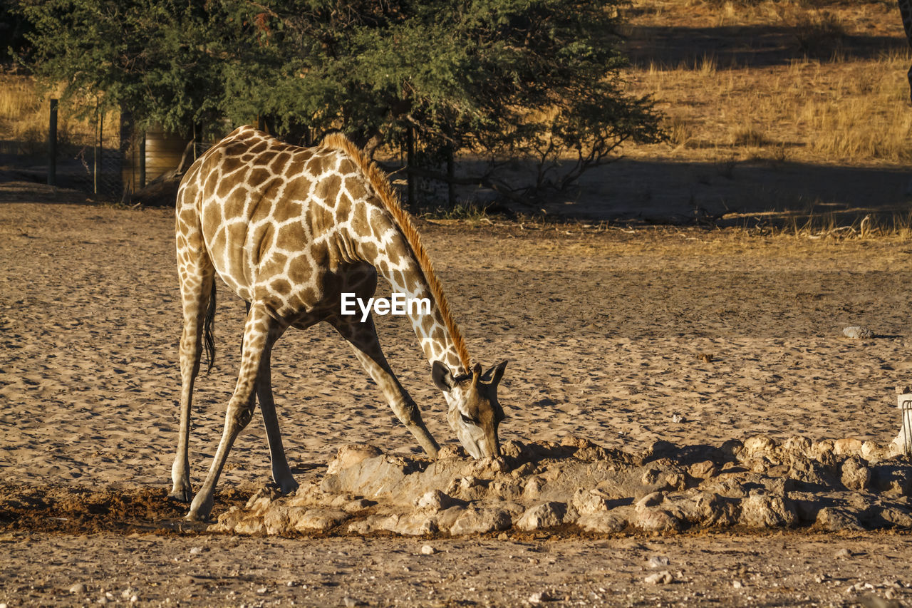 giraffe standing on field