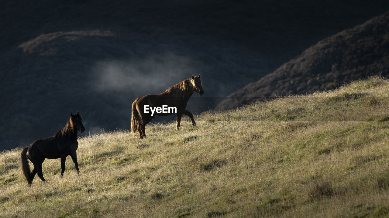 HORSES IN THE FIELD