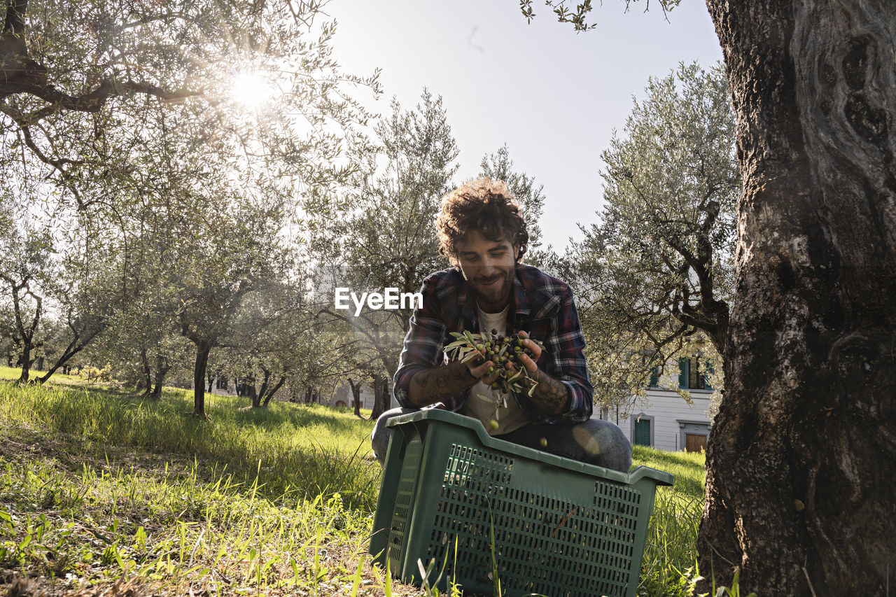 Smiling man holding olives at orchard on sunny day