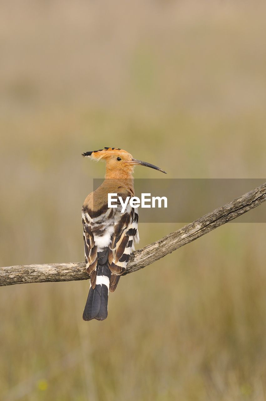 BIRD PERCHING ON TWIG