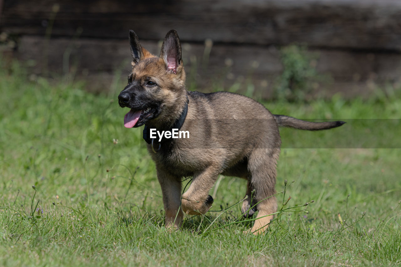 DOG LOOKING AWAY IN FIELD