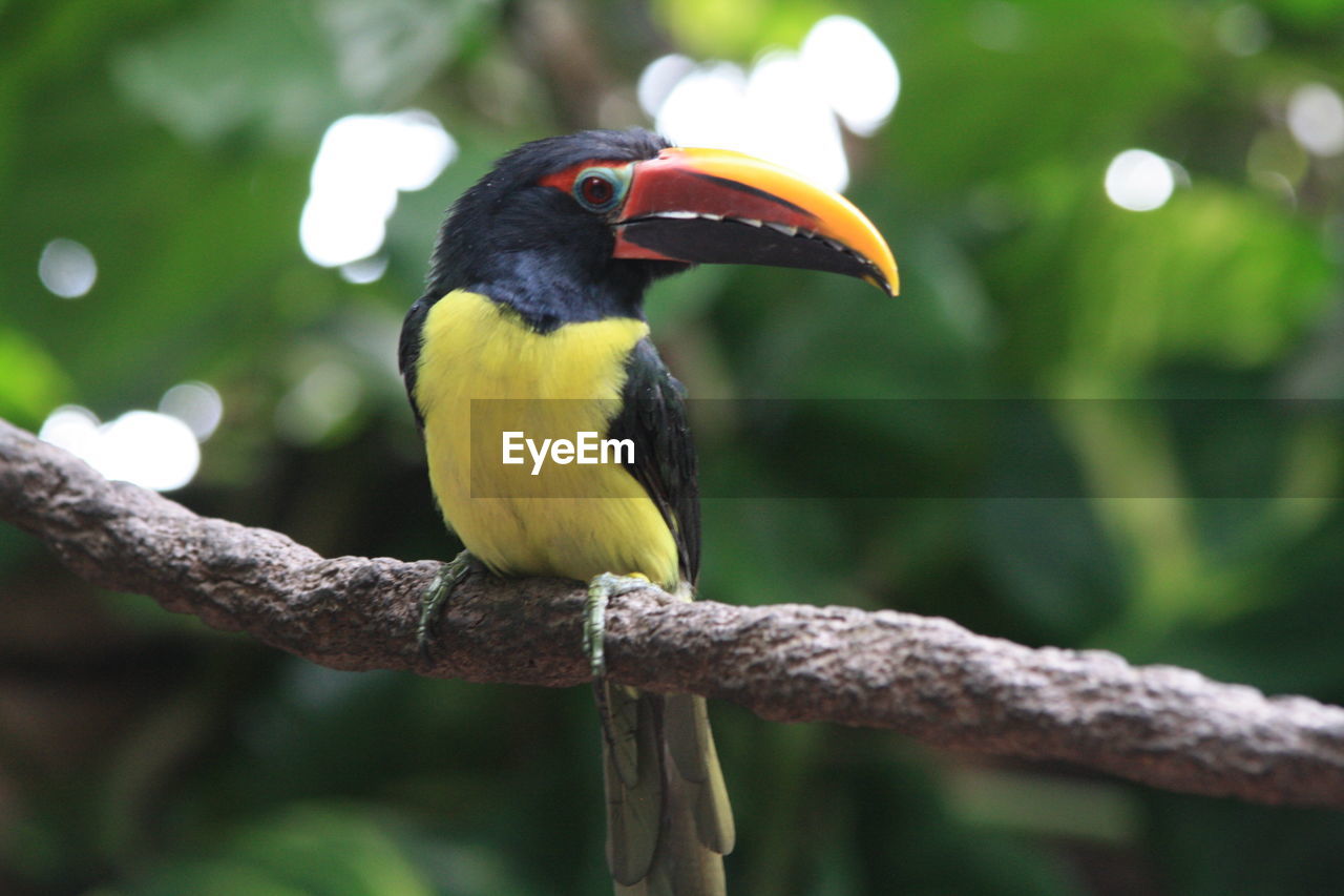 Close-up of bird perching on branch