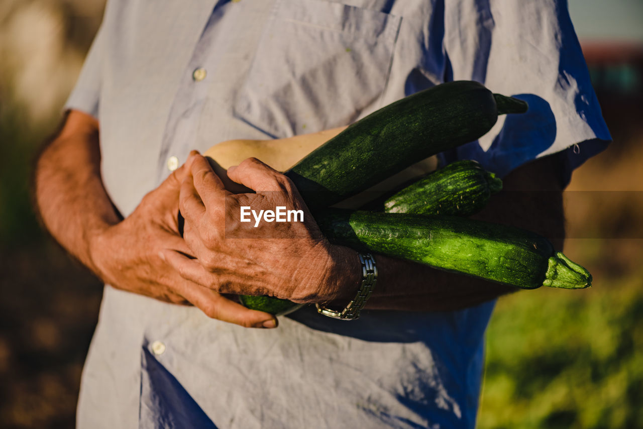 Cropped unrecognizable elderly male farmer in straw hat carrying pile of ripe green zucchini while harvesting vegetables in agricultural field in summer day