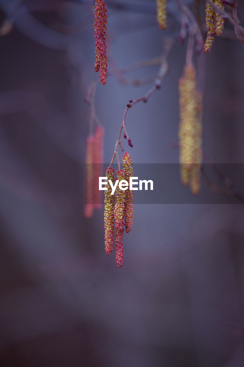 A beautiful birch tree flowers in early spring.