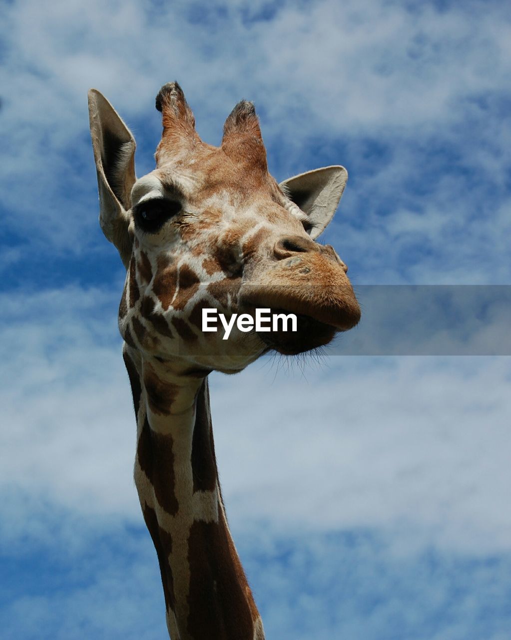 Low angle view of giraffe against cloudy sky