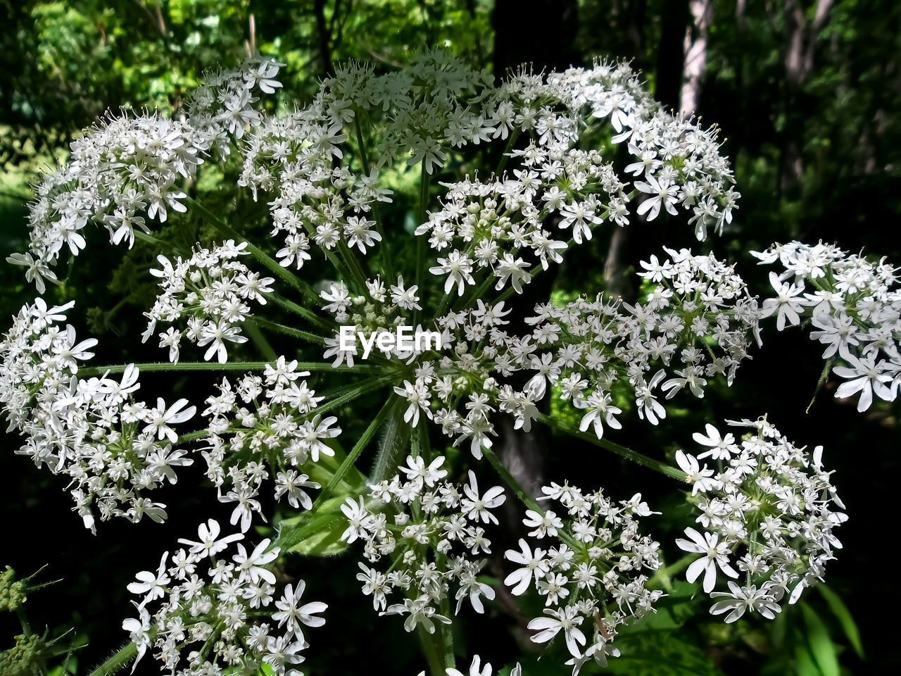 White flowering plants