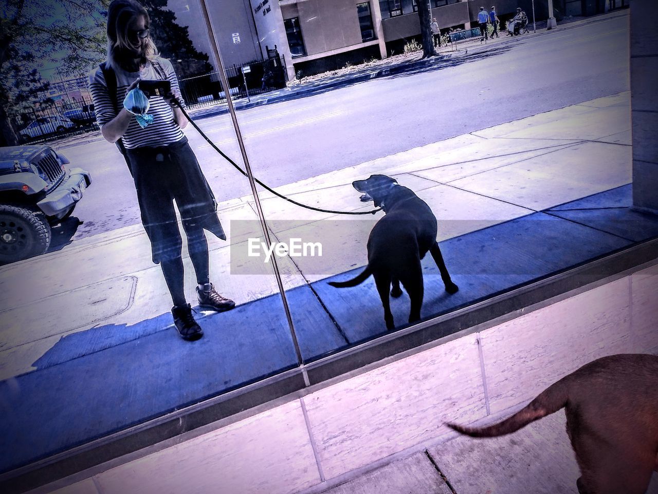 Reflection of woman photographing while standing with dog on window