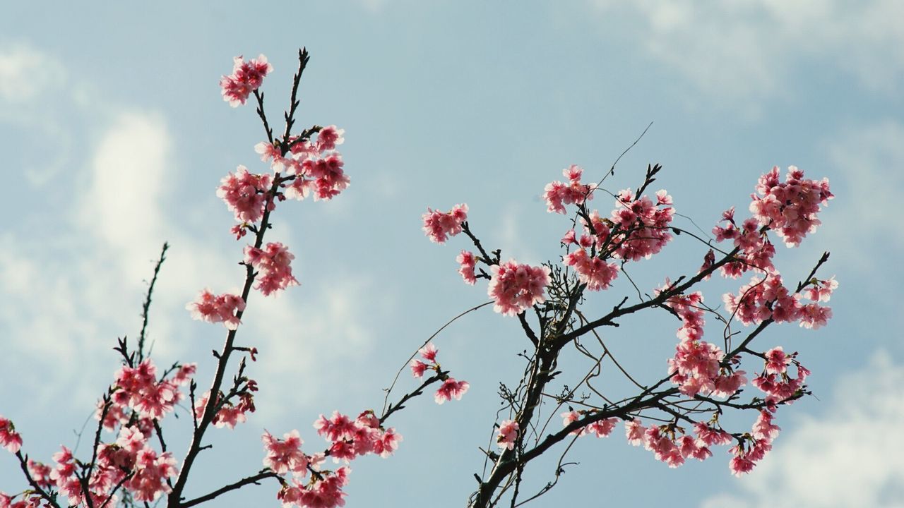 Branches with pink blossom against sky