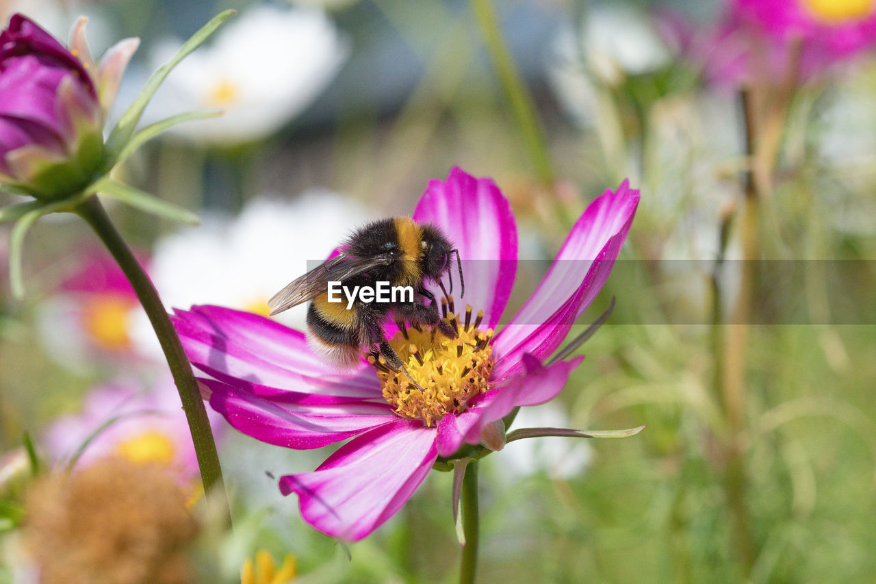 CLOSE-UP OF BEE POLLINATING FLOWER