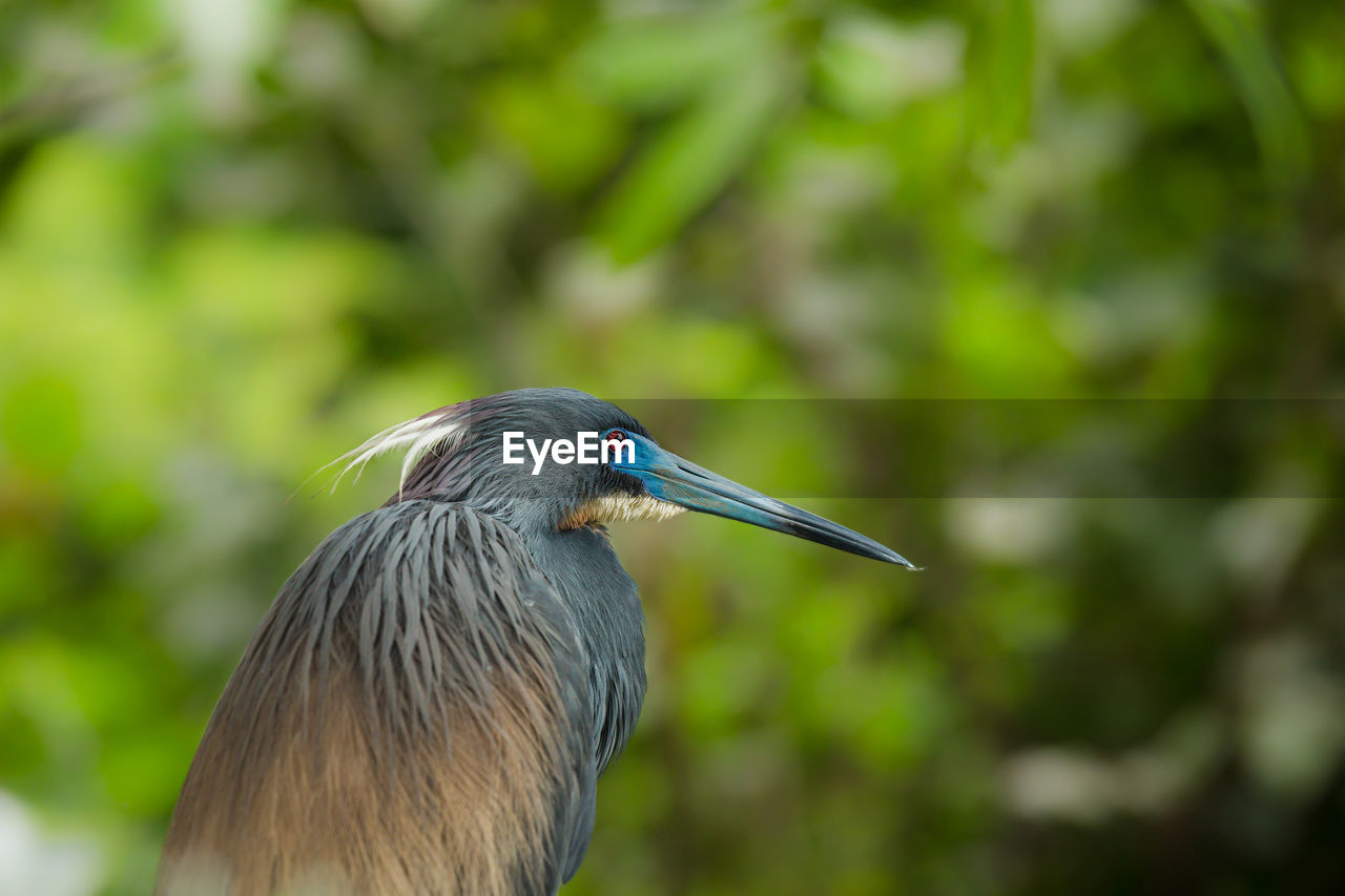 Close-up of heron in forest