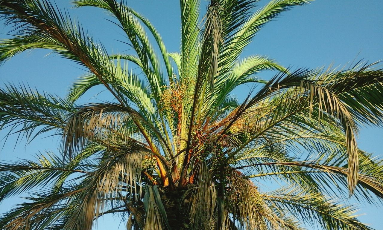 Low angle view of palm tree against clear blue sky