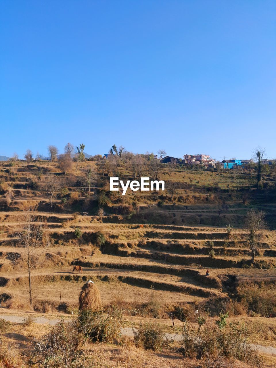 landscape, environment, sky, natural environment, scenics - nature, nature, clear sky, land, no people, blue, desert, plant, travel destinations, non-urban scene, travel, geology, beauty in nature, semi-arid, soil, tranquility, mountain, day, sunny, rock, tranquil scene, outdoors, wilderness, plateau, climate, tourism, rock formation, tree, arid climate, copy space, valley, architecture, sunlight, remote
