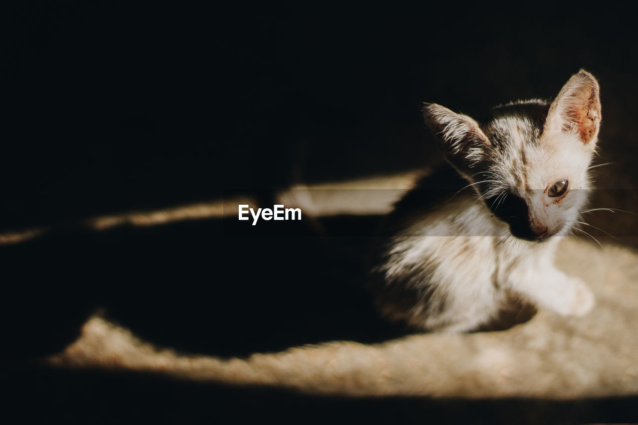 Close-up portrait of a cat sitting in sunlight 
