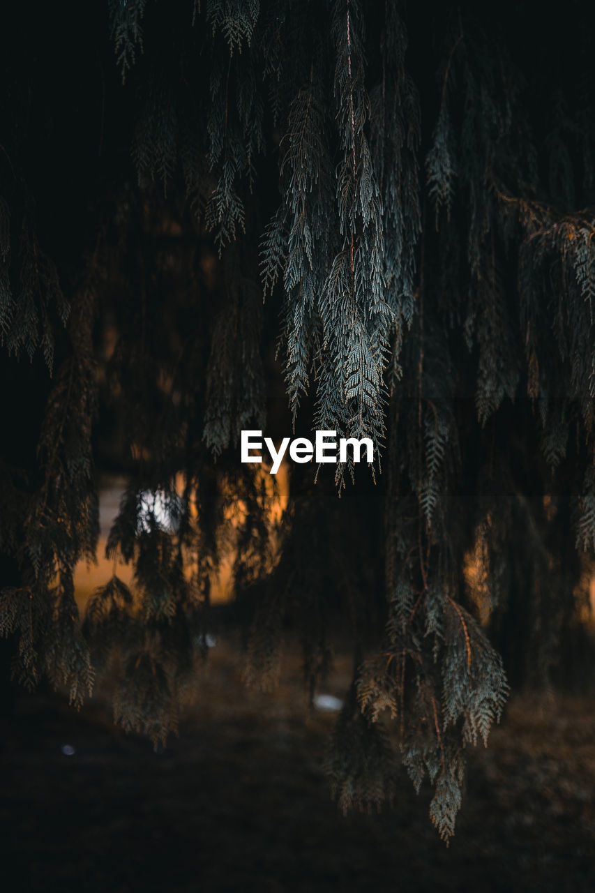 darkness, tree, night, plant, nature, no people, land, evening, illuminated, forest, outdoors, beauty in nature, light, reflection, tranquility, screenshot, water