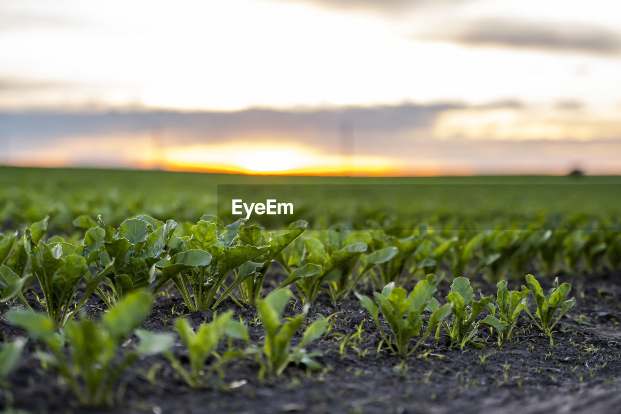 scenic view of field