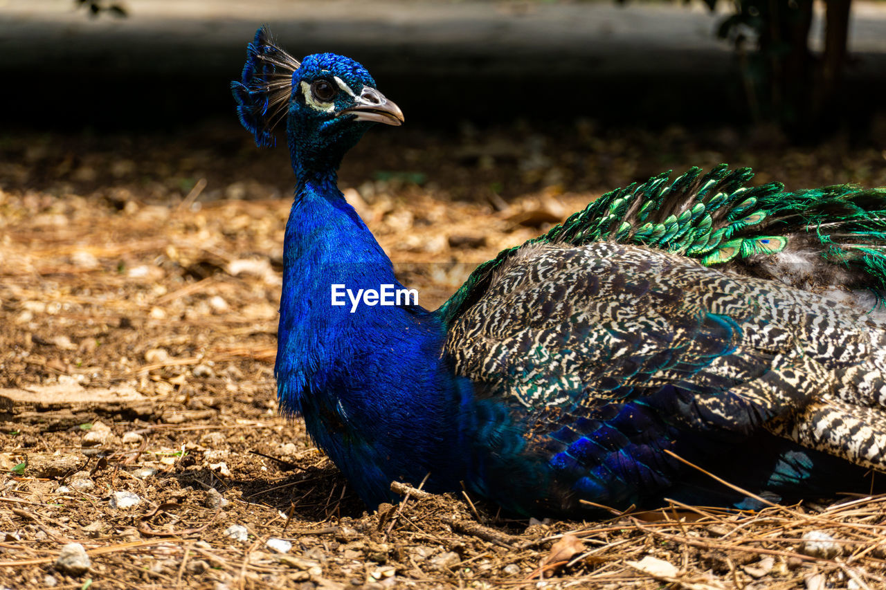 peacock, animal themes, animal, bird, animal wildlife, peacock feather, one animal, blue, wildlife, feather, nature, no people, beauty in nature, multi colored, day, outdoors, fanned out, close-up, animal body part, land