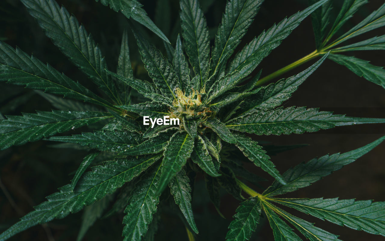 Close-up of fresh marihuana  plant