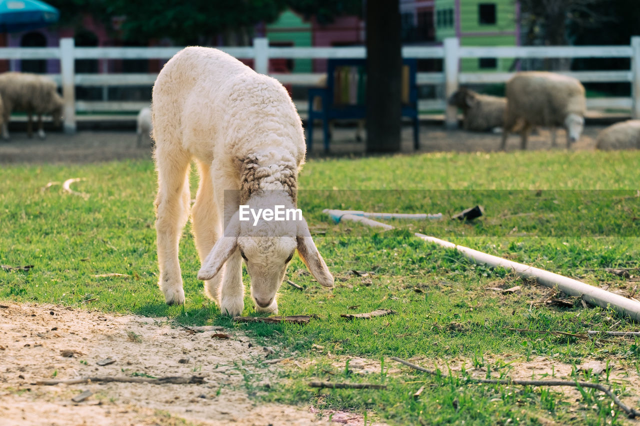 VIEW OF SHEEP GRAZING IN FIELD