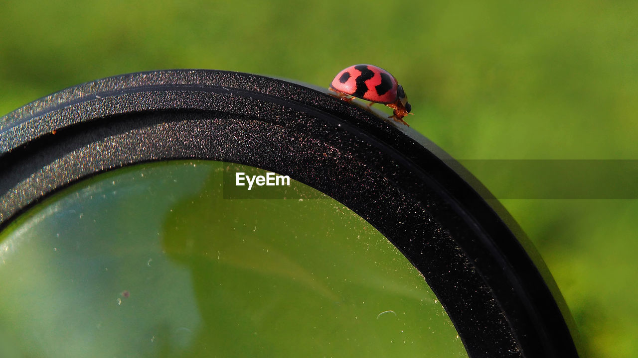 CLOSE-UP OF LADYBUG ON WATER DROP