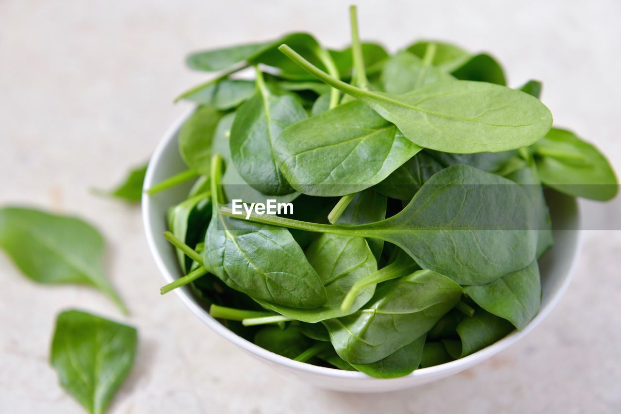 Close-up of green leaves