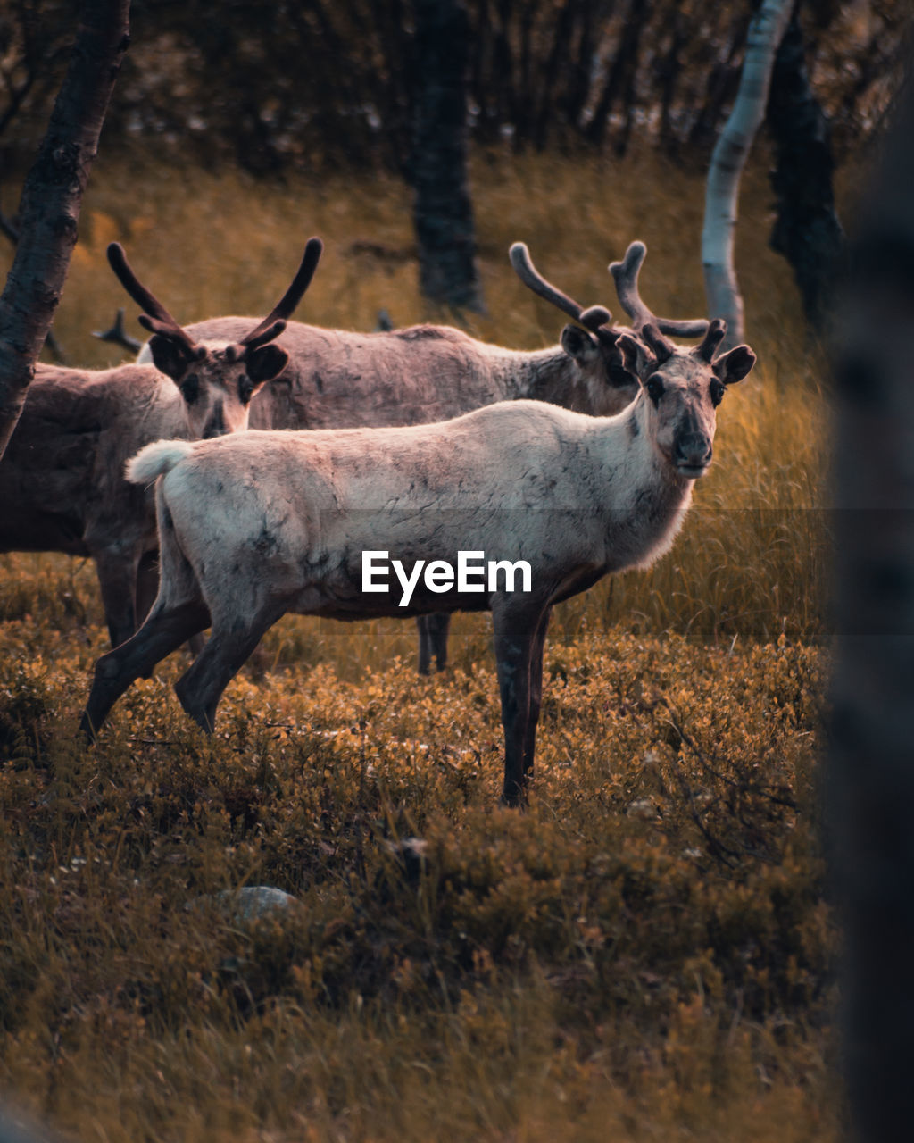 Reindeers in forest
